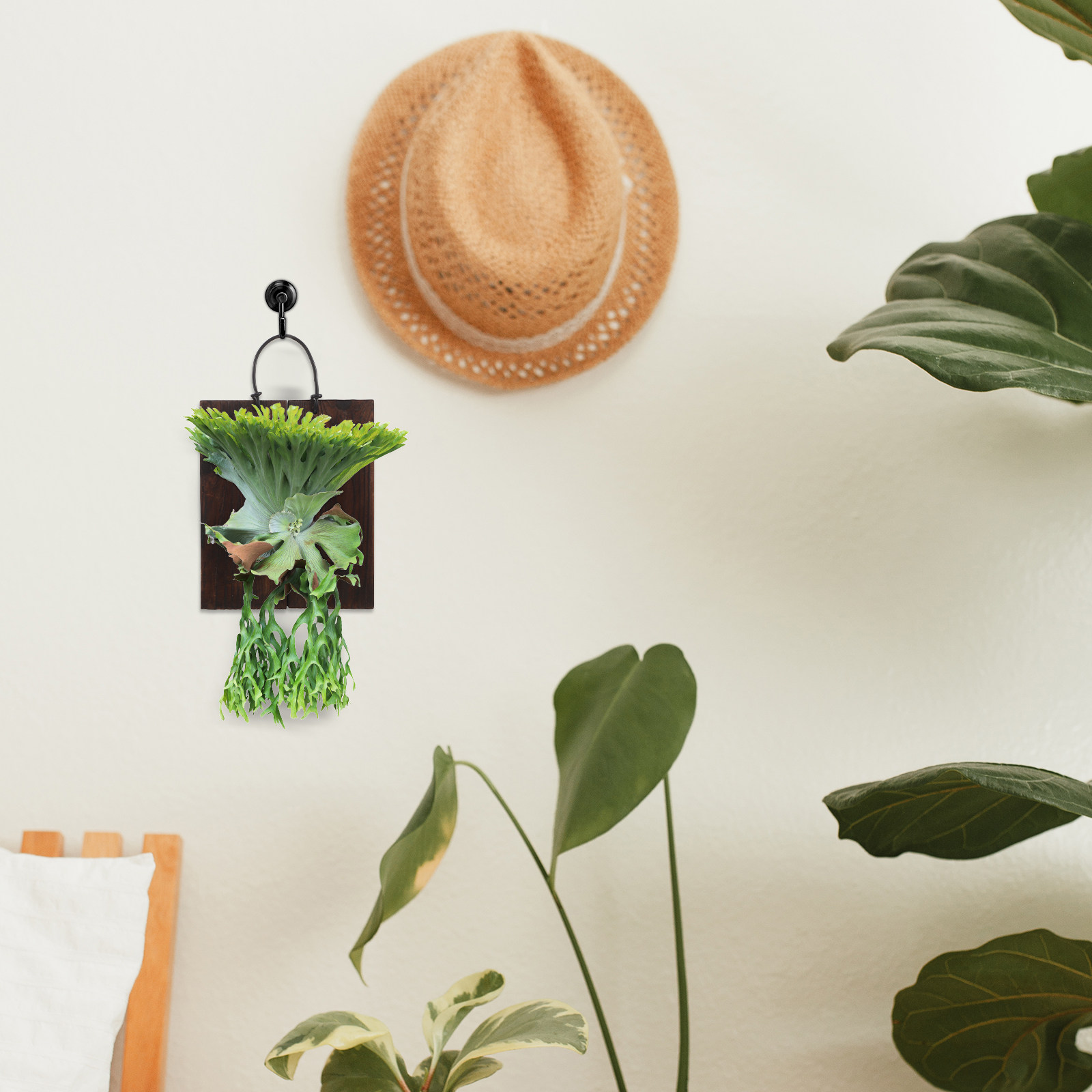 Staghorn Fern Mounting Board – - огляд і ціна Vertical Planter